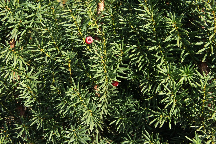 8547-Taxus-media-Hicksii-yew-foliage-and-flower