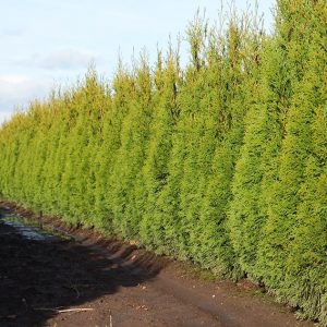 Thuja occidentalis Smaragd Emerald Green InstantHedge row ready for harvest