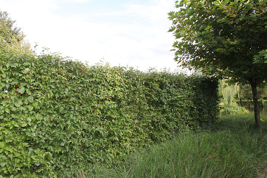 Cornus-mas-Cornelian-cherry-hedge-privacy-windbreak-country-cottage-garden-estate-landscape