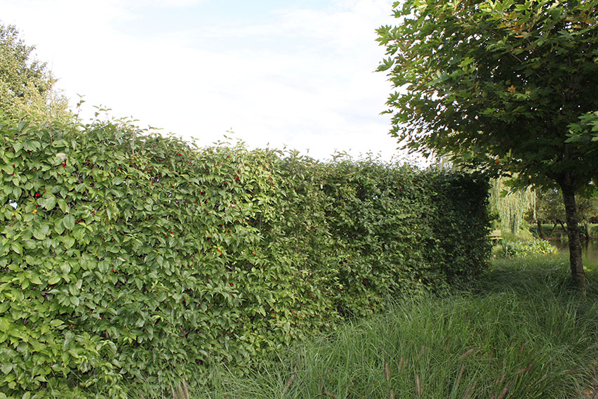 Cornus-mas-cornelian-cherry-hedge-screen-deciduous-garden-country-cottage-suburban