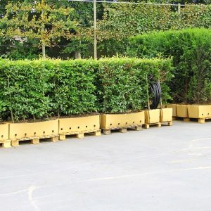 European Beech are stages on pallets and ready to ship