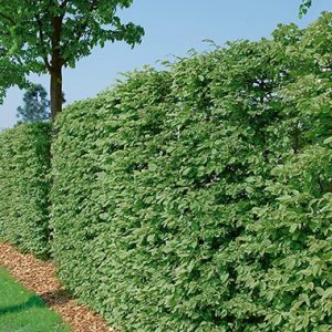 N0300216_140-Fagus-beech-hedge-lawn-formal-park-garden-suburban-privacy