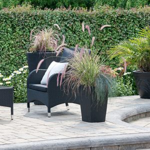 N1003723_140-Acer-campestre-hedge-maple-modern-formal-garden-InstantHedge-patio-urban-suburban
