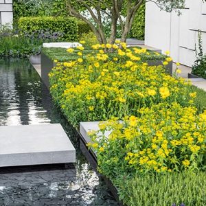 N1005439_140-Fagus-beech-short-hedge-formal-water-garden-pond-modern-contemporary