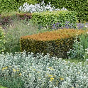 N1005443_140-Taxus-Fagus-yew-beech-hedge-modern-layered-suburban-urban-garden