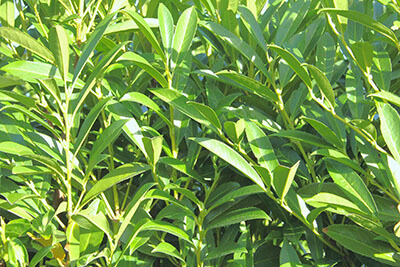 Schip Laurel Foliage (types of laurel shrub)