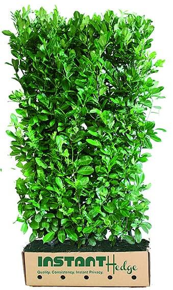 Prunus-laurocerasus-hedge-unit-468593-English-laurel-InstantHedge-biodegradable-cardboard