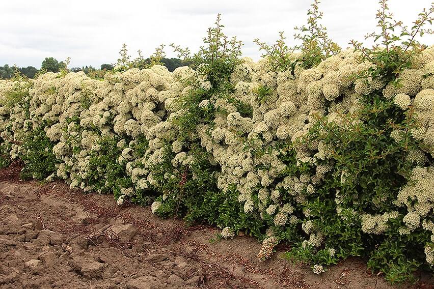 Pyracantha-'Teton'-hedge-(2)-496782-bloom-fragrant-firethorn