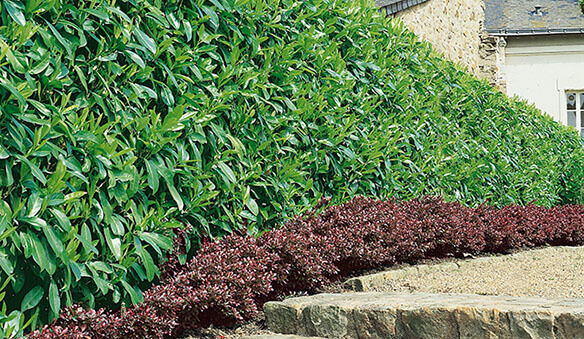 Evergreens for privacy. Best Privacy hedges looks super stunning.