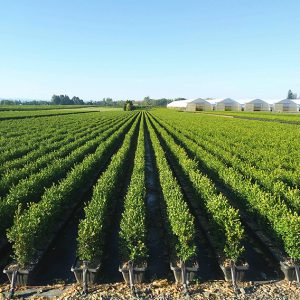 boxwood-buxus-hedge-instanthedge-growing-field-summer-nursery-farm