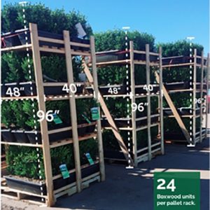 buxus-green-mountain-boxwood-shipping-rack-hedge-instanthedge