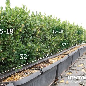 buxus-green-mountain-boxwood-size-dimensions