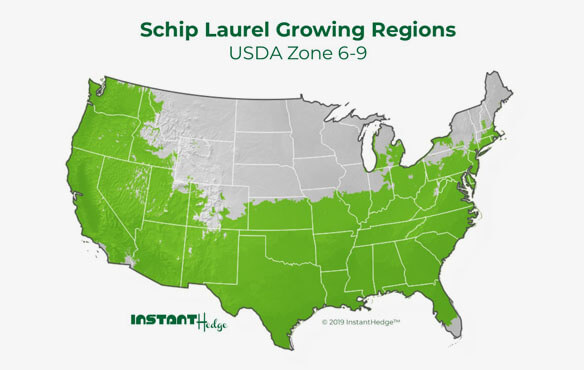 Schip laurel is one of the best privacy hedges ideal for zone 6-9. Best bushes for privacy