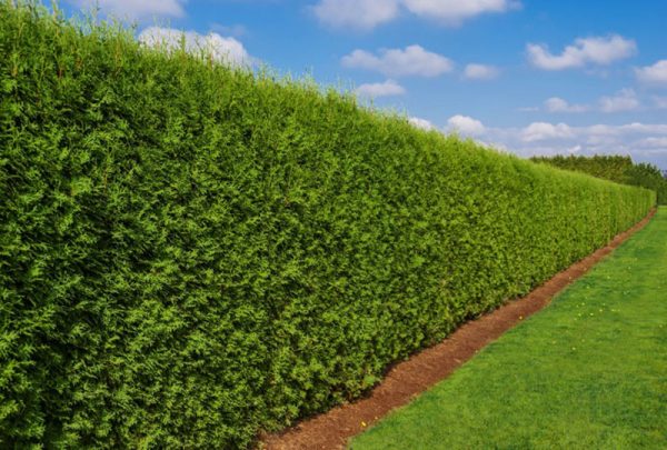 best plants for privacy. Varieties of privacy hedges makes perfect formal screen. 