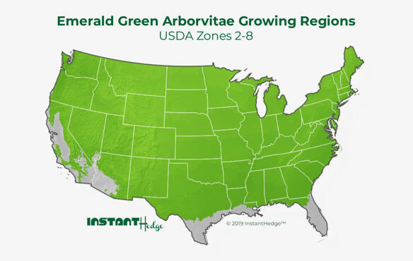Emerald green arborvitae comes in best privacy hedges which ideal for zone 2-8.