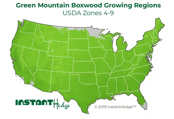 Green Mountain Boxwood Hedge Growing Region
