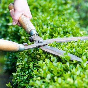 Buxus-maintenance-pruning-shearing