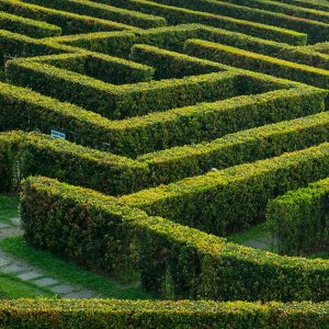 495074725-prunus-laurel-hedge-tall-privacy-maze-garden-botanical-estate-park-museum-art