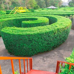 600621098-tall-privacy-hedge-maze-garden-formal-curve-modern-contemporary-design-landscape