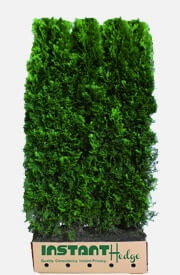 Thuja Occidentalis Smaragd Emerald Green Arborvitae Hedge