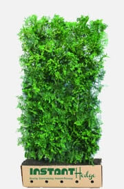 Emerald Green Arborvitae