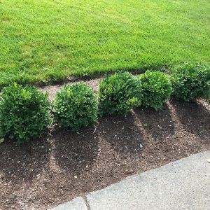 boxwood-buxus-hedge-traditional-conventional-individual-compare-with-InstantHedge