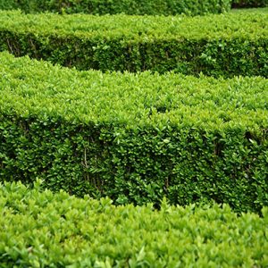buxus-boxwood-hedge-modern-contemporary-layers-knot-garden