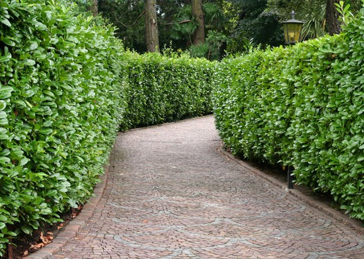 Evergreen Hedge Size