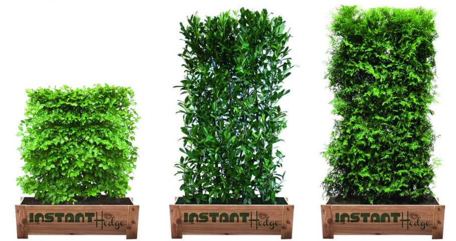 InstantHedge prunus Schip laurel hedge cedar box durable strong