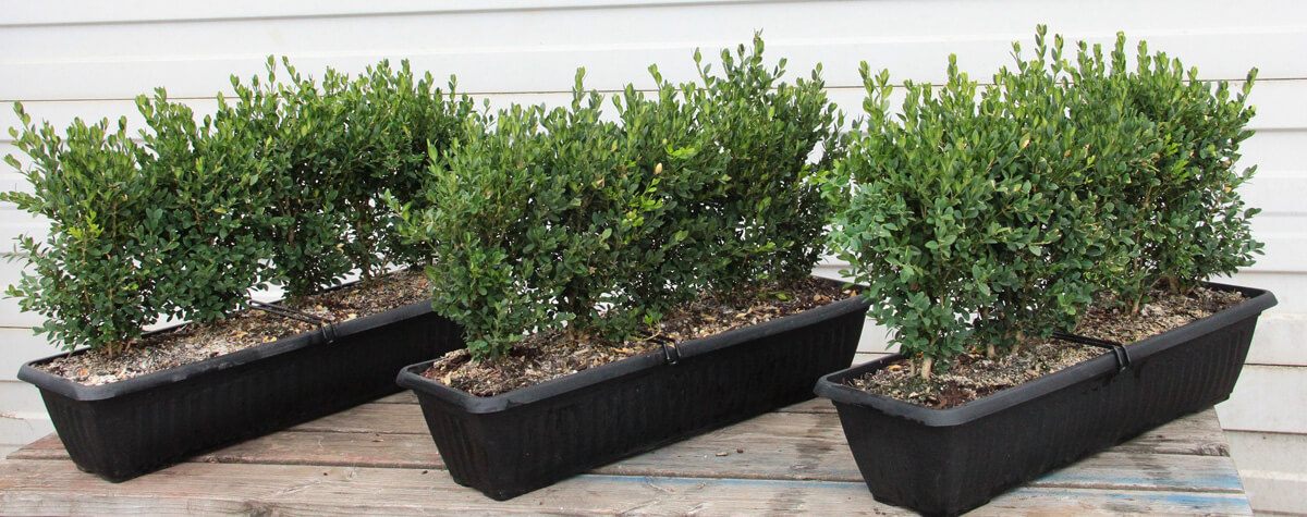 InstantHedge buxus boxwood green mountain hedge unit container