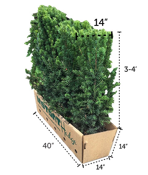 taxus yew InstantHedge unit three four feet tall box dimensions