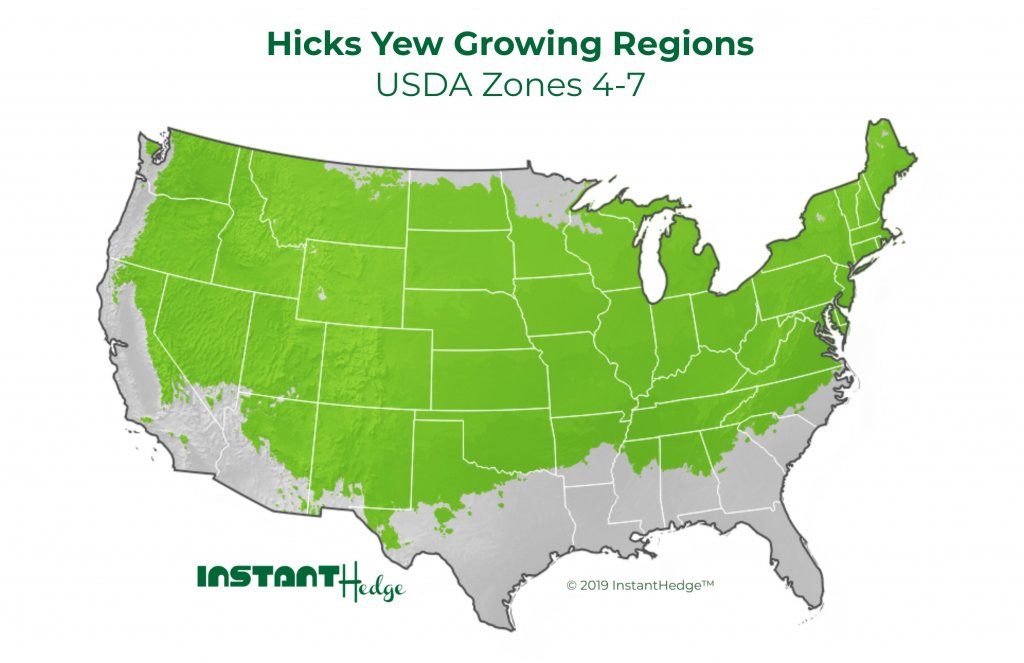 Hicks Yew Shrub Growing Region