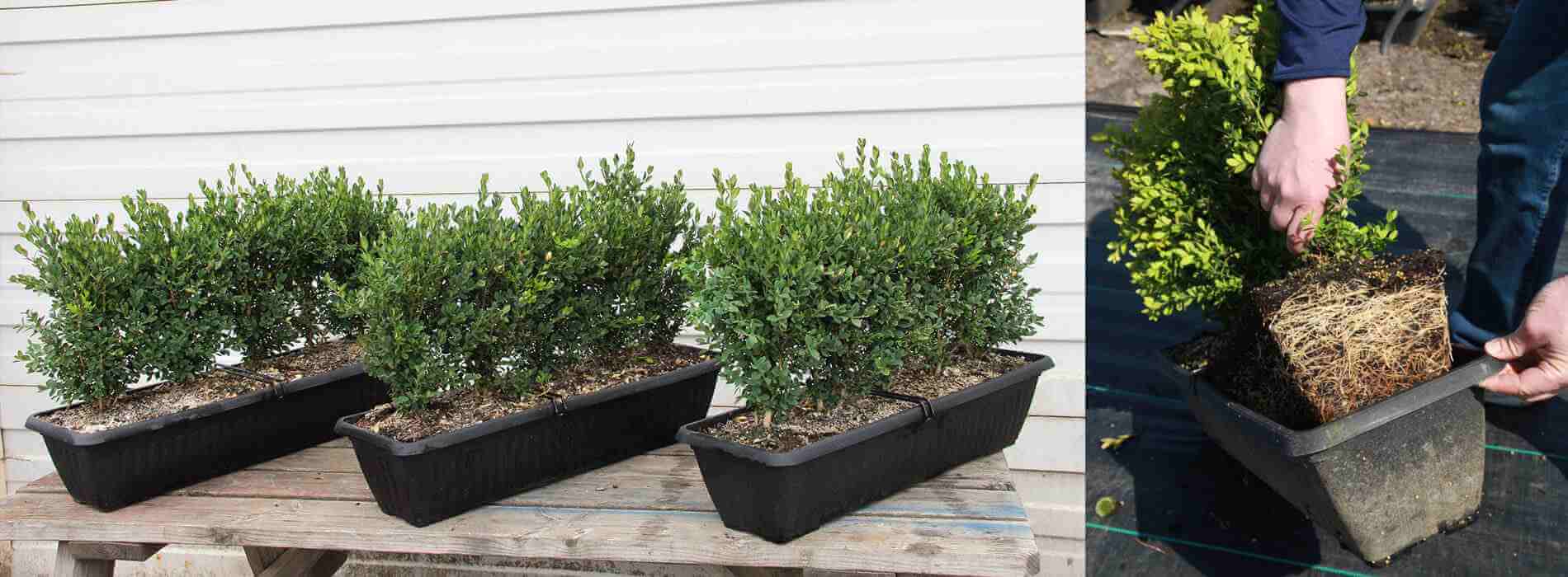 boxwood hedge plants (Buxus)