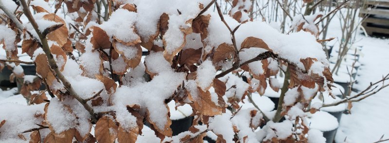 Fagus sylvatica tree in winters: European Beech looks beautiful in winters