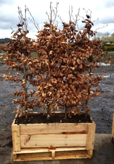 fagus hedge (Fagus Sylvatica): Stunning European Beech turns copper brown in winters