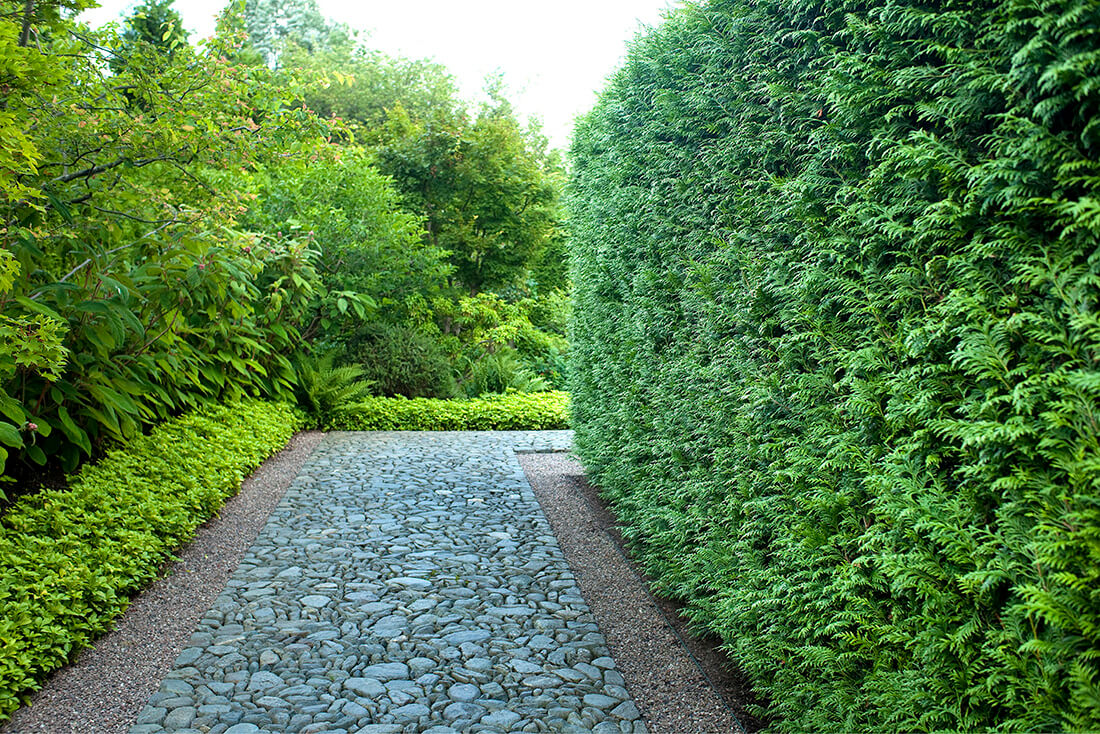 hedges for shade. Makes one of the best tall shrubs for shade