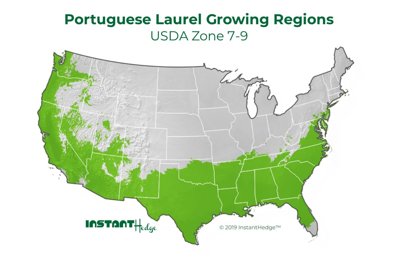 Prunus lusitanica growing region- Portuguese laurel is ideal for USDA zone 7-9 