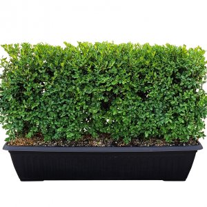 18 inch boxwood hedge in container