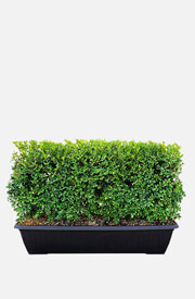 Buxus Green Mountain Boxwood Hedge