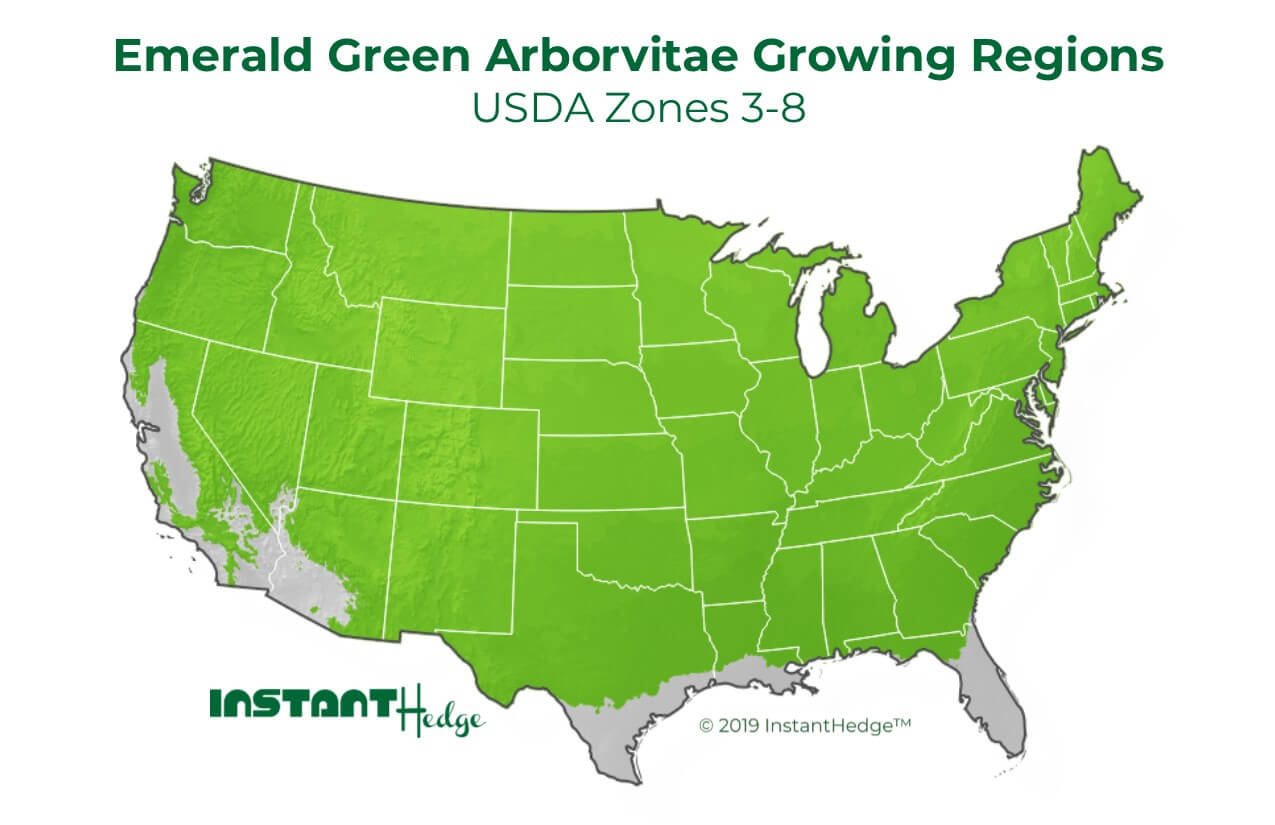 Emerald green arborvitae growing region