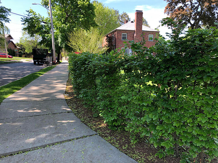 Fagus beech hedge landscape installation Newton Massachusetts (2)
