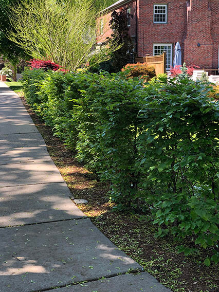 Fagus beech hedge landscape installation Newton Massachusetts (3)