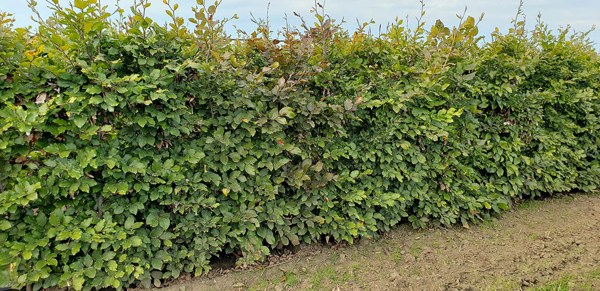 Mixed beech hedge (2)