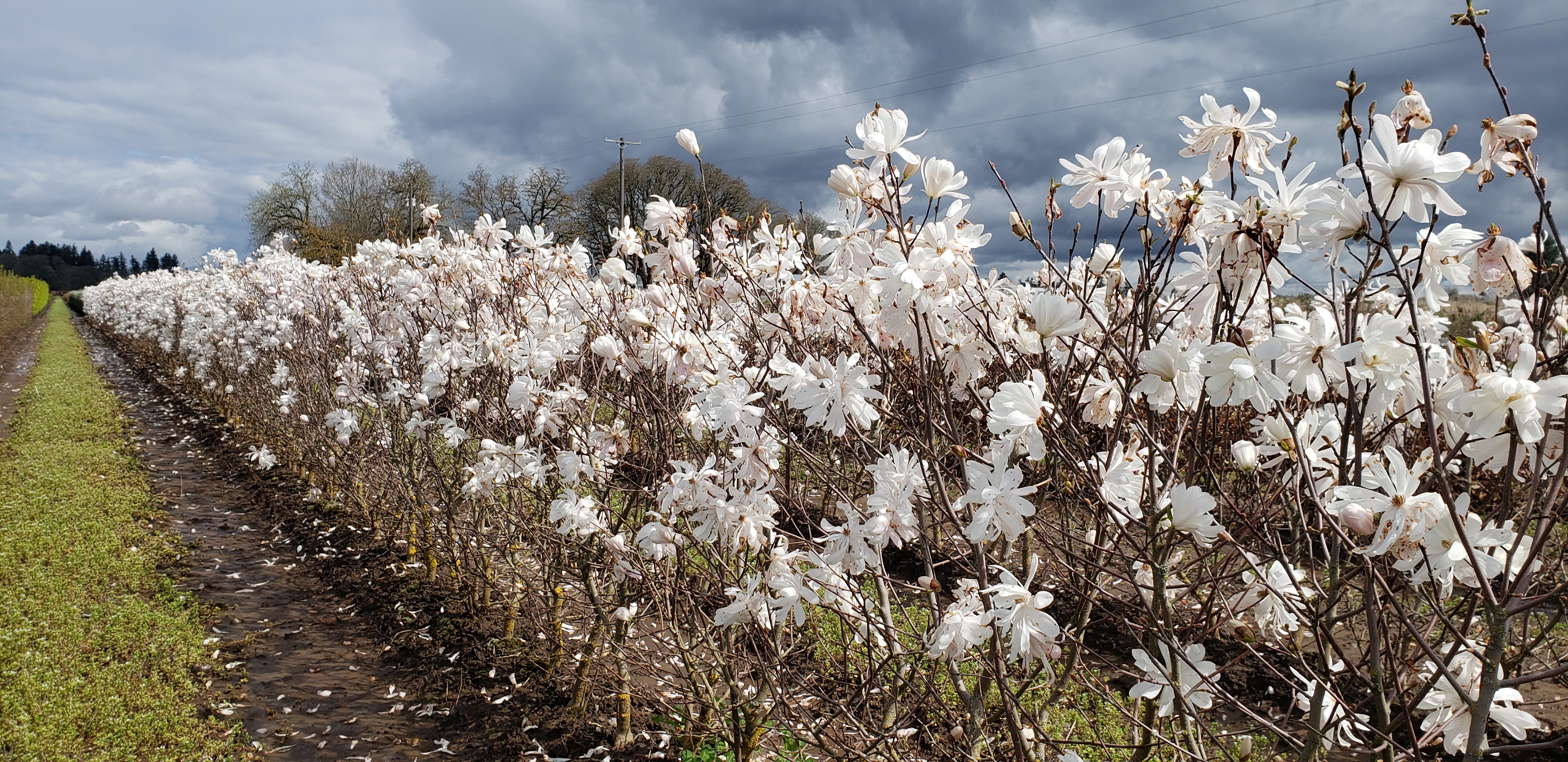 Magnolia Royal Hedge with flowers