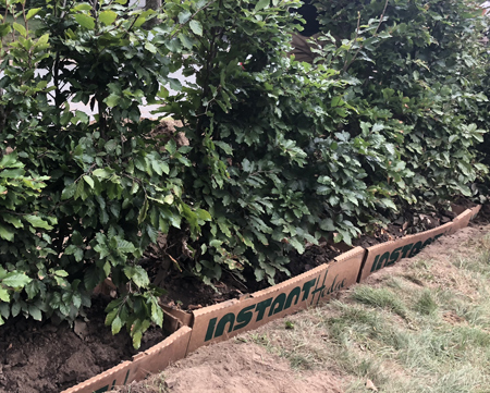 Partially planted InstantHedge® visible in the trench, indicating the third step of the installation with the brand logo on cardboard biodegradable packaging.