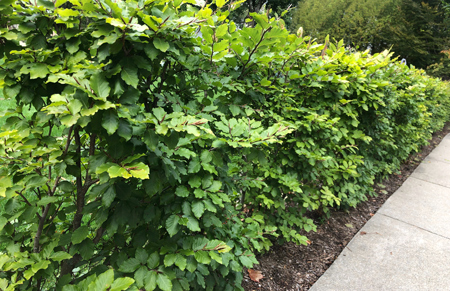 Healthy, lush green InstantHedge® at maturity lining a walkway, representing the final step of planting for immediate, robust garden privacy.