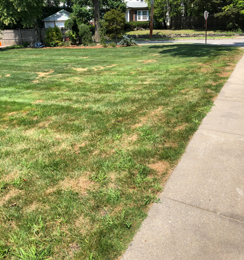 Prepared trench along a sidewalk showcasing the first step in planting InstantHedge®, with the ground marked and ready for hedge installation.