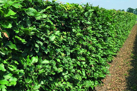 Majestic European Beech (Fagus sylvatica) hedge, perfect for vibrant green foliage that turns golden in autumn.