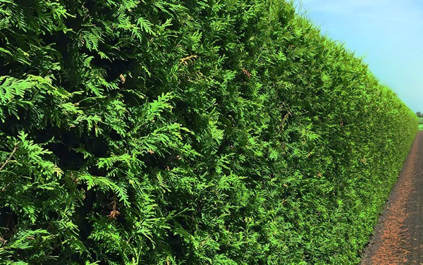 Tall Green Giant Arborvitae (Thuja 'Green Giant') hedge, offering fast growth and perfect for privacy screens.