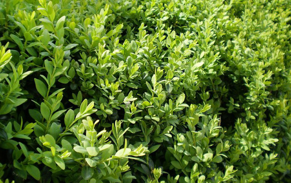 Lush Green Mountain Boxwood (Buxus 'Green Mountain') hedge, favored for its conical shape and year-round foliage.